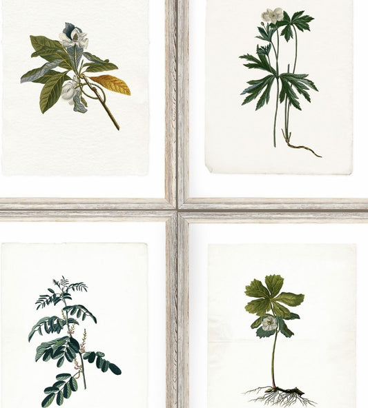 Botany Wallpaper by MINDTHEGAP Green,Grey