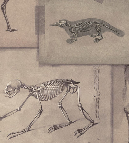 Zooarchaeology Wallpaper by MINDTHEGAP Brown