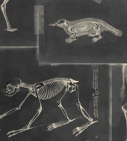 Zooarchaeology Wallpaper by MINDTHEGAP Anthracite