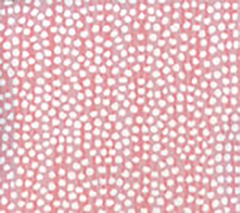 Mojave Pinks wallpaper by Alan Campbell