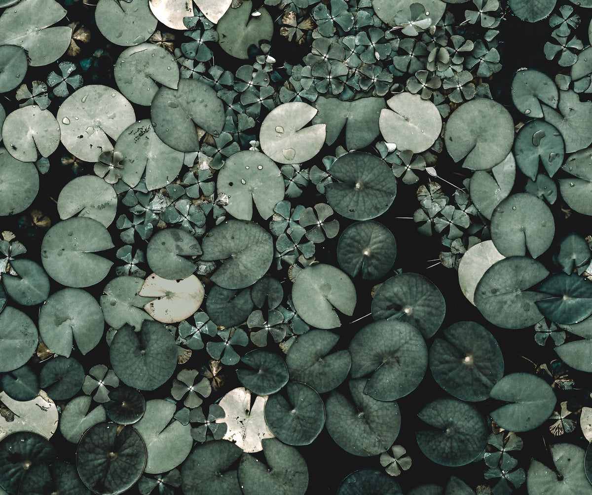 Mystic Water Lilies Green mural by Rebel Walls