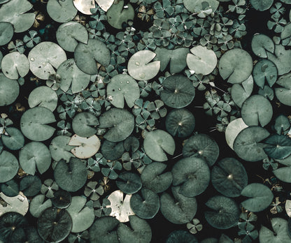Mystic Water Lilies Green mural by Rebel Walls