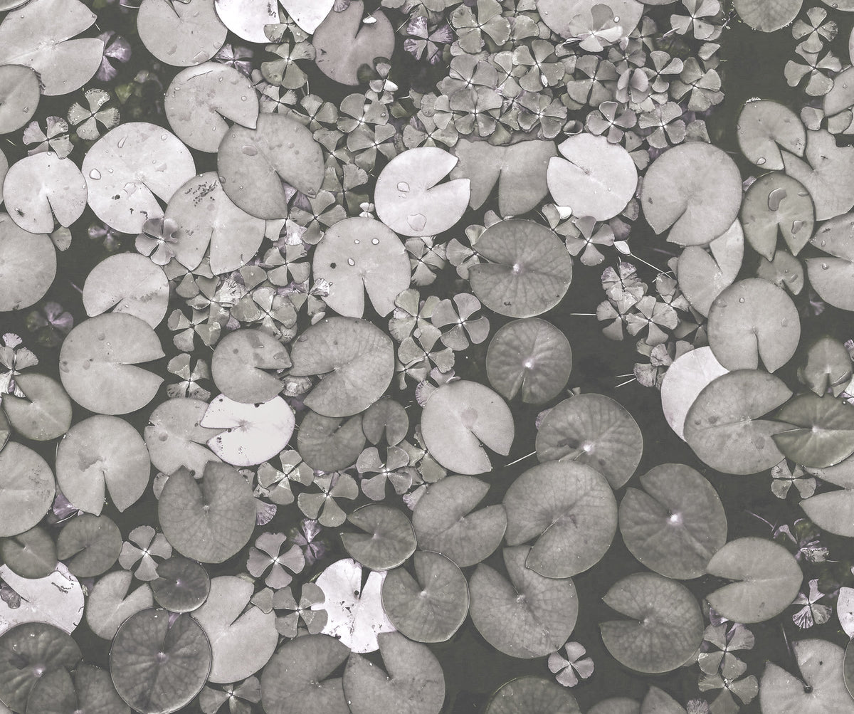 Mystic Water Lilies Black & White mural by Rebel Walls