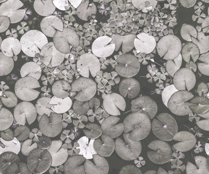 Mystic Water Lilies Black & White mural by Rebel Walls