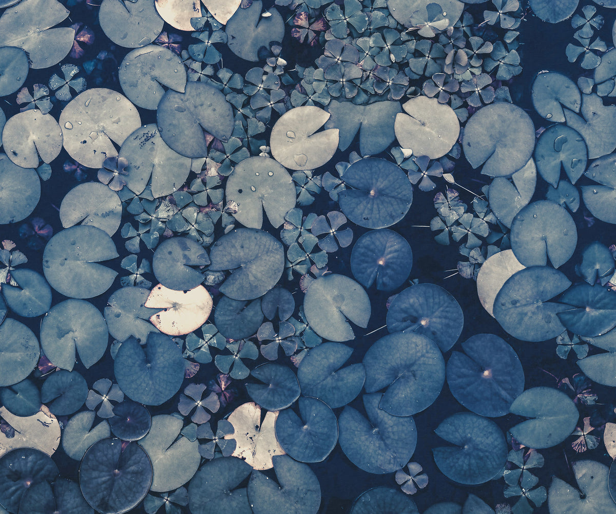 Mystic Water Lilies Blue mural by Rebel Walls