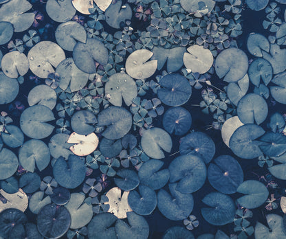 Mystic Water Lilies Blue mural by Rebel Walls