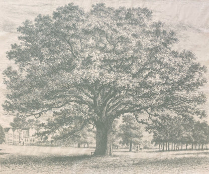 Oak Tree Fabric by Nile & York in Green
