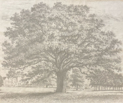 Oak Tree Fabric by Nile & York in Stone