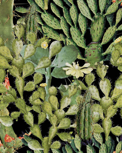 Opuntia Anthracite wallpaper by MINDTHEGAP