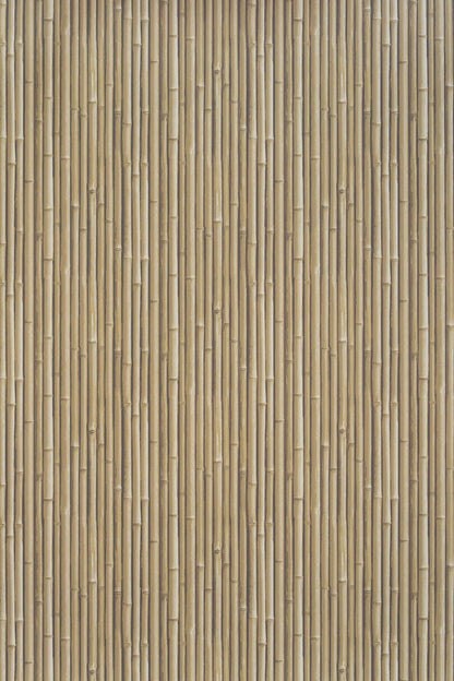 Palm Beach Wallpaper by Jean Monro in Moonlight Beige