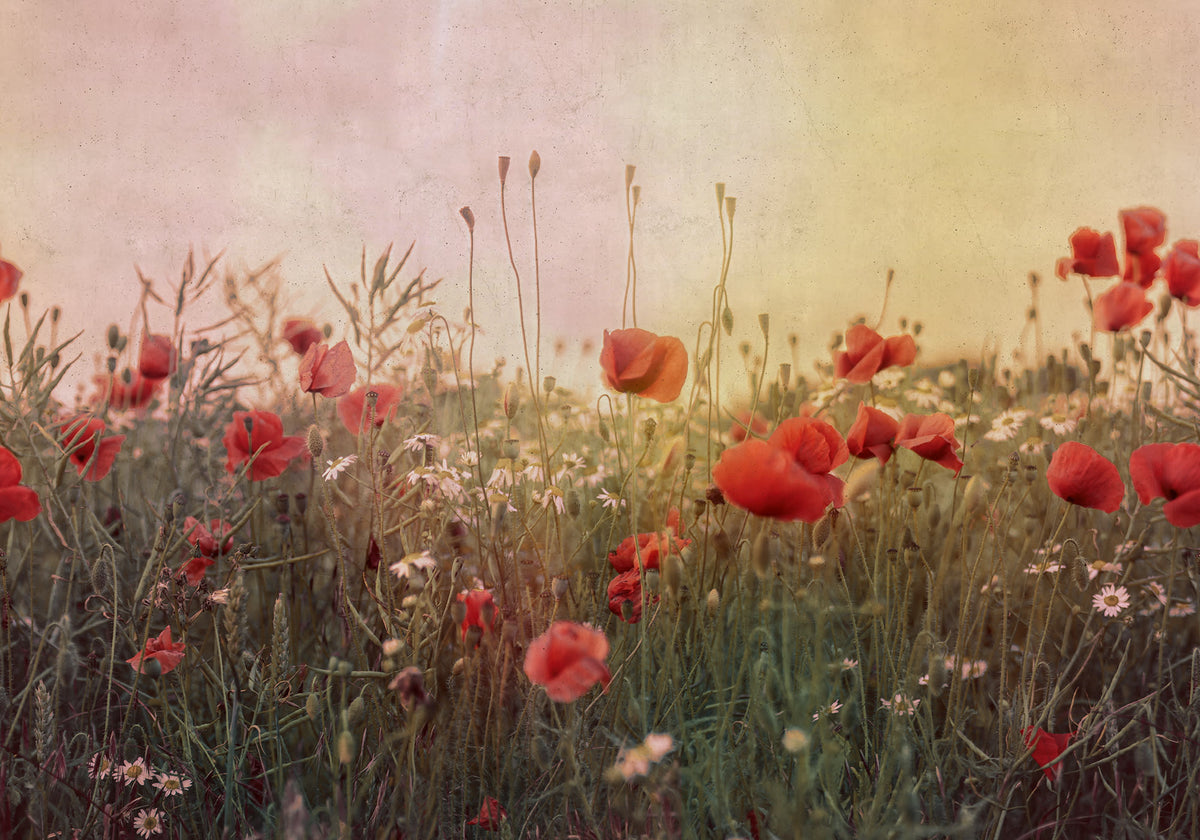 Poppy Field Dawn mural by Rebel Walls