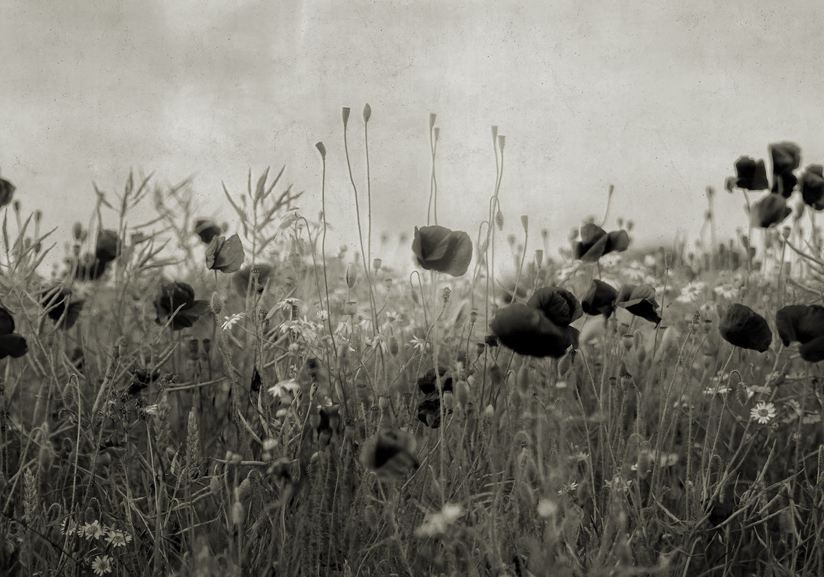 Poppy Field Vintage mural by Rebel Walls