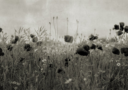 Poppy Field Vintage mural by Rebel Walls