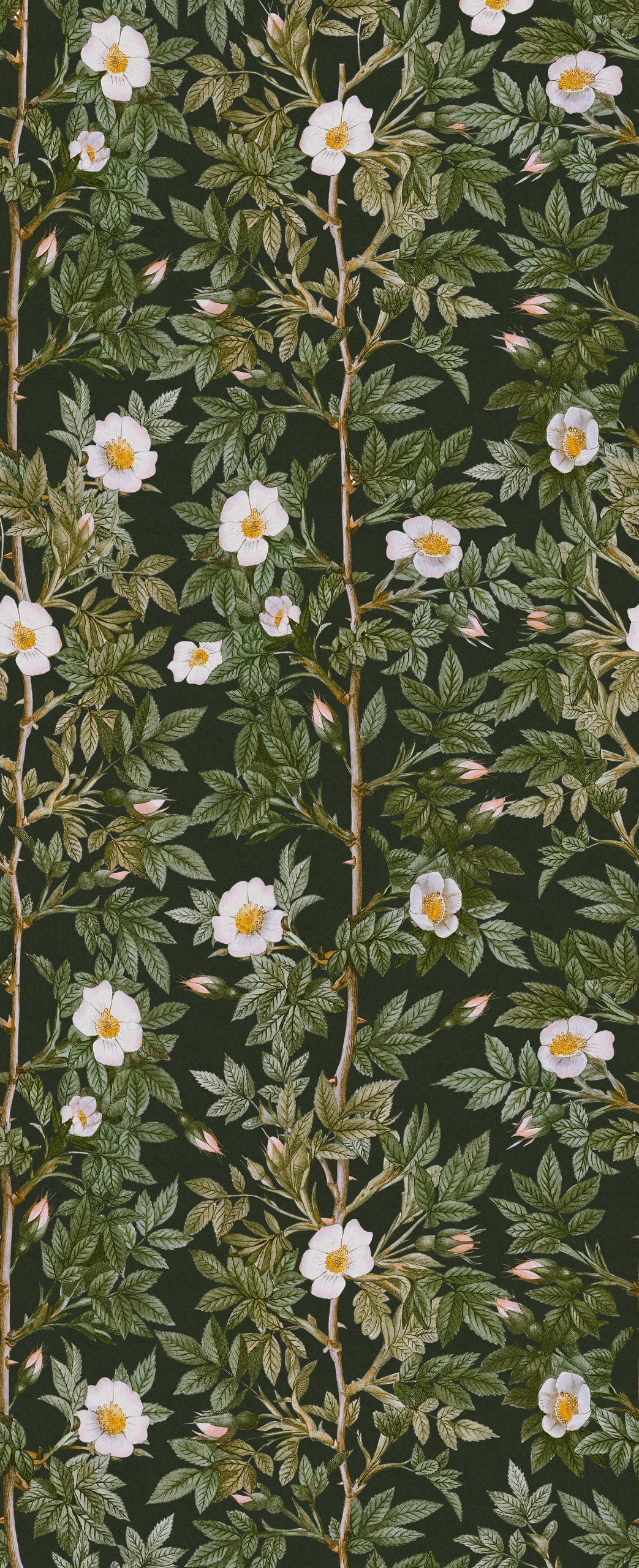 Rose Hip Midnight mural by Rebel Walls