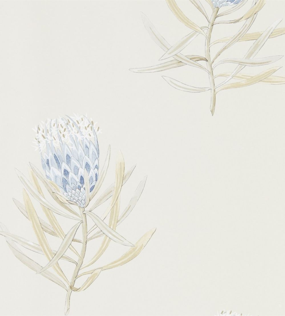 Protea Flower Wallpaper by Sanderson China Blue / Canvas