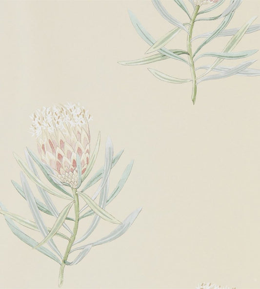 Protea Flower Wallpaper by Sanderson Russet / Green