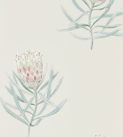 Protea Flower Wallpaper by Sanderson Porcelain / Blush