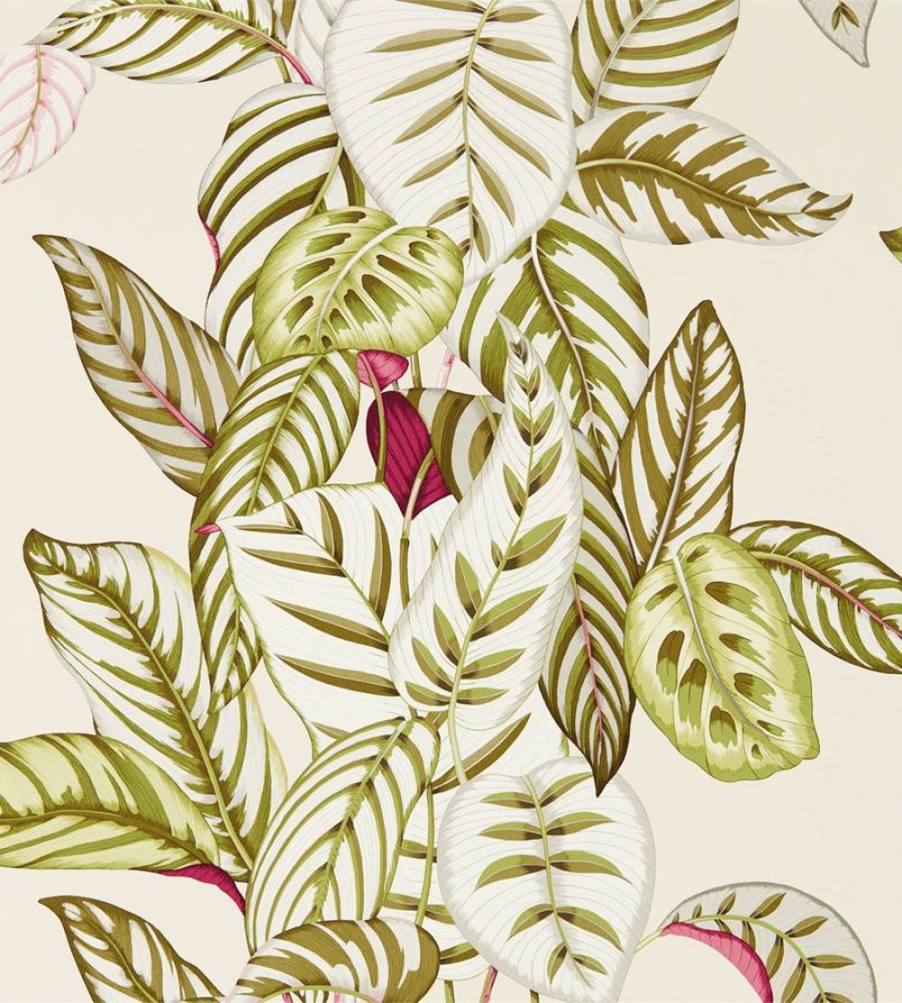 Calathea Wallpaper by Sanderson Olive