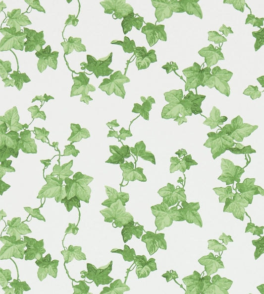 Hedera Wallpaper by Sanderson Green