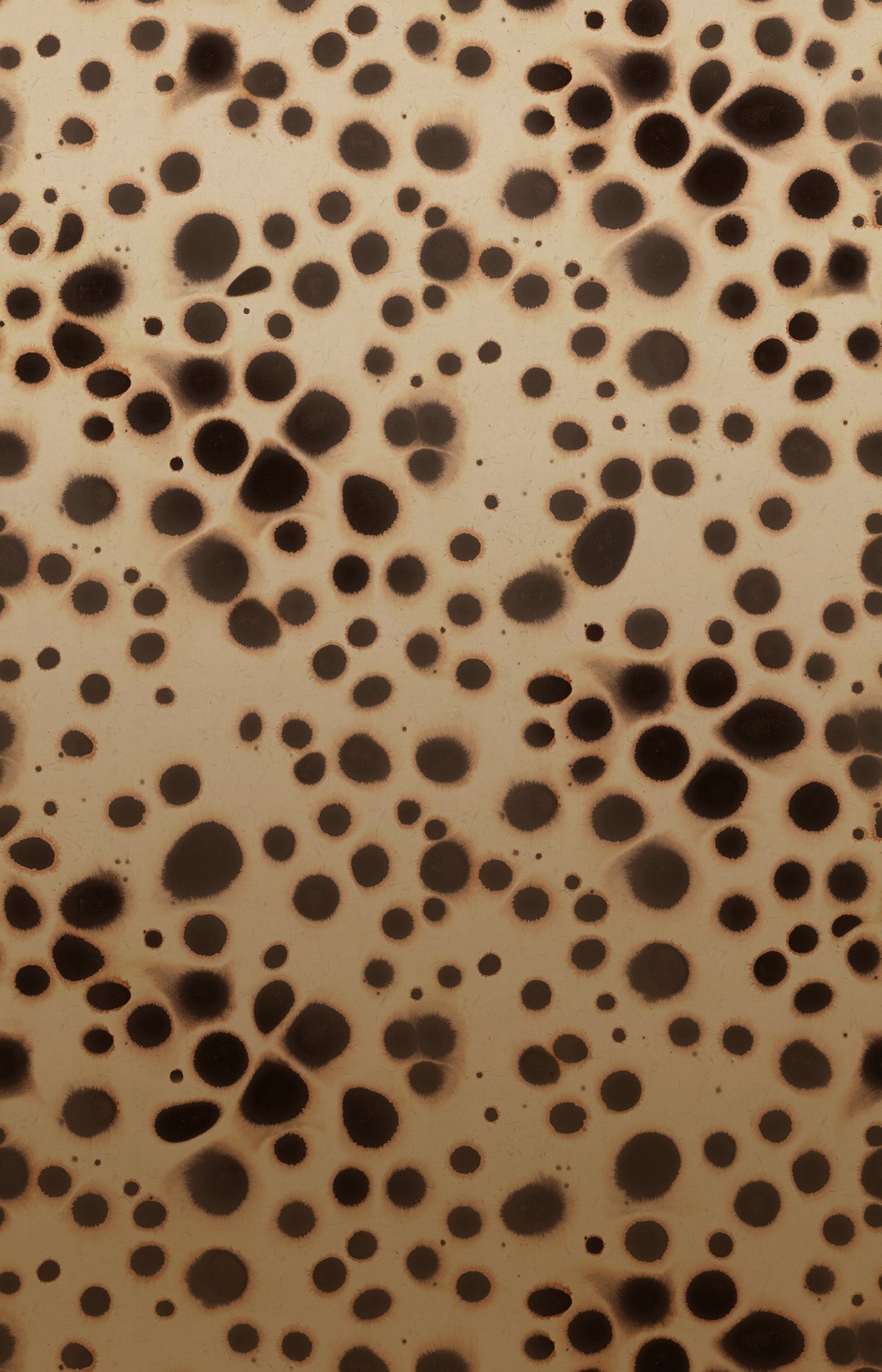 Spotted Puffer Animal mural by Rebel Walls