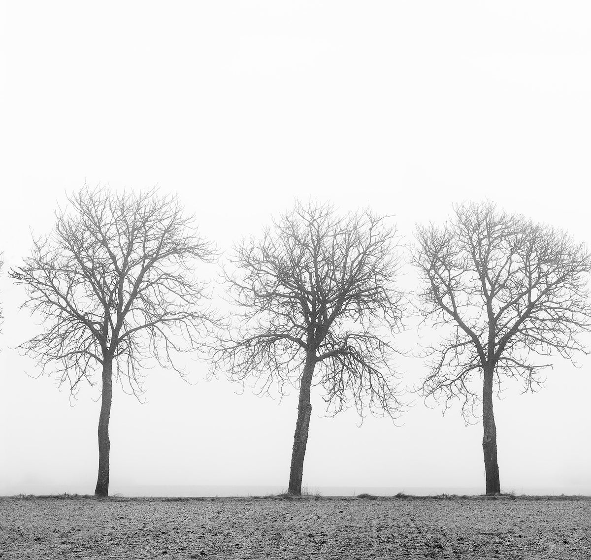 Tree soldiers Black & White mural by Rebel Walls