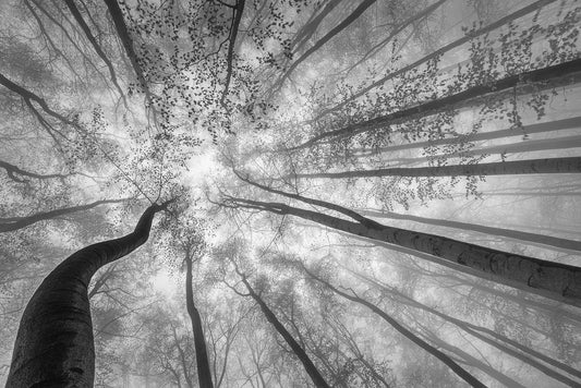 Tree Tops Black & White mural by Rebel Walls
