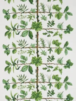 Wallpaper Espalier by Pierre Frey in Prairie (FP169001)