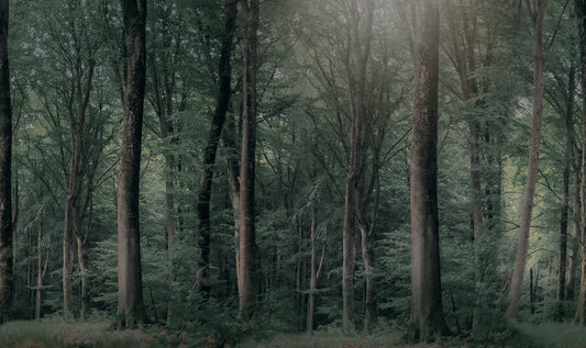 Whispering Woods Dark Green mural by Rebel Walls