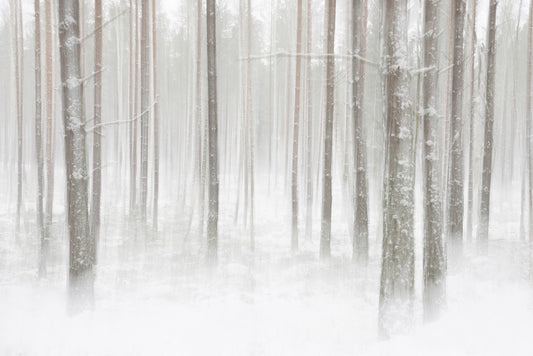 Winter Forest Neutral mural by Rebel Walls