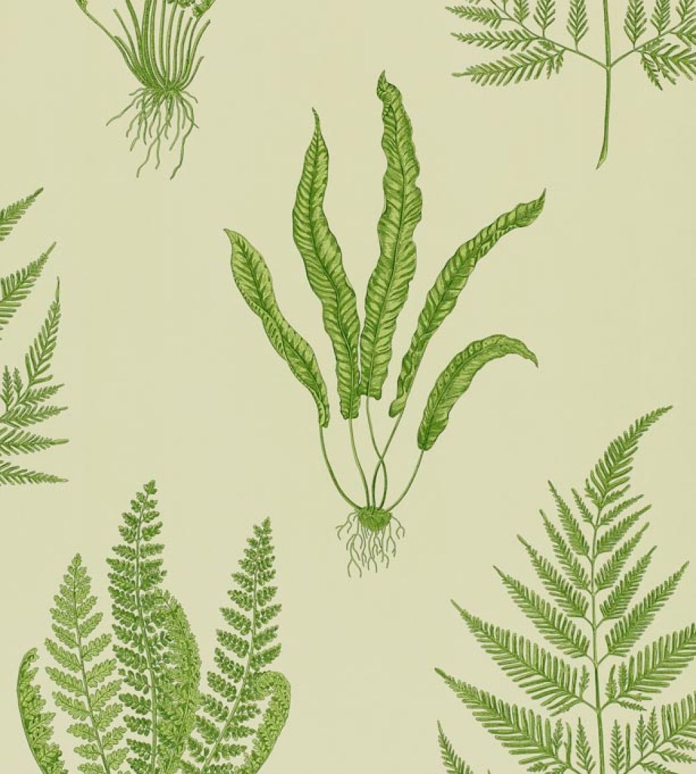Woodland Ferns Wallpaper by Sanderson Green